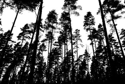 Low angle view of trees in forest against sky