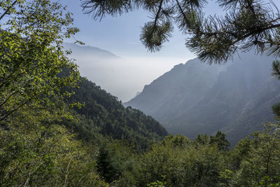 Low angle view of trees and mountains against sky