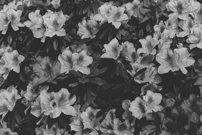 Full frame shot of flowering plants