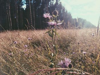 Close-up of thistle blooming on field