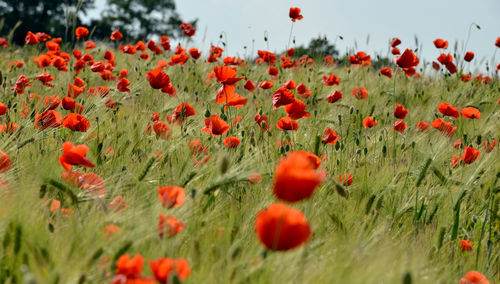 Close-up of red poppy flowers on field