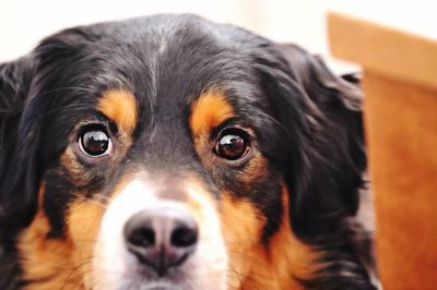 Close-up portrait of a dog