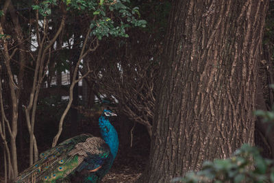 Close-up of peacock