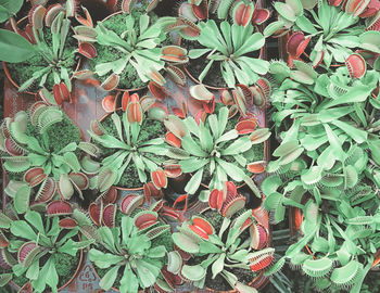 Full frame shot of potted plants