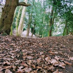 Trees in forest during autumn