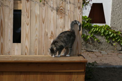 Cat on wood