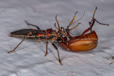 Close-up of insect on wood