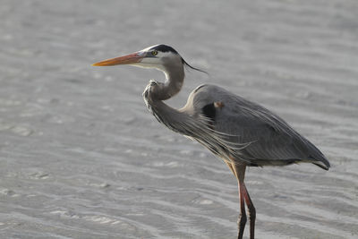 View of a bird on the beach