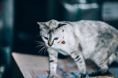 Close-up portrait of tabby cat