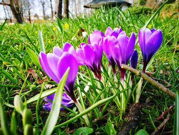 Close-up of purple crocus blooming outdoors