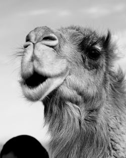 A cute dromedary