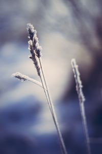 Close-up of snow on plant