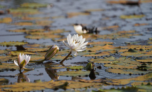 A single white water lilies blooming in a natural pond in pond of chhattisgarh, india.