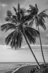 Palm tree by sea against sky