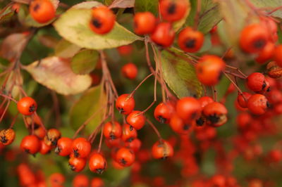 Close-up of berries growing on tree