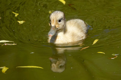 Duck swimming in lake