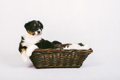 High angle view of puppy in basket against white background