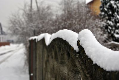 Close-up of snow on tree