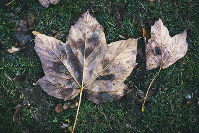 High angle view of dried maple leaf on land