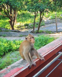 Monkey sitting on tree