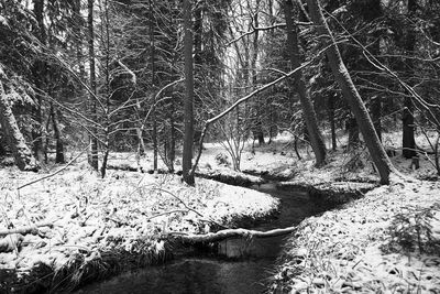 Bare trees on river in forest during winter