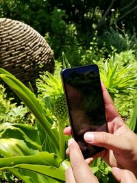 Cropped hands of woman using mobile phone