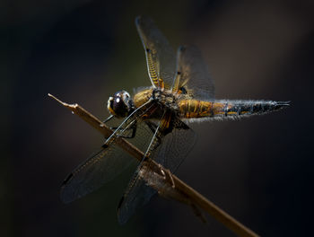 Close-up of golden yellow dragonfly on twig