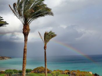 Scenic view of palm tree by sea against sky