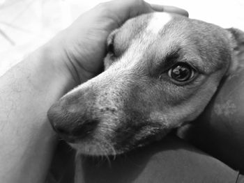 Close-up of hand holding dog