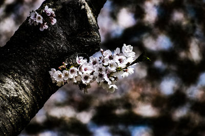 Close-up of cherry blossom tree