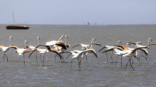 The flamingos in maputo