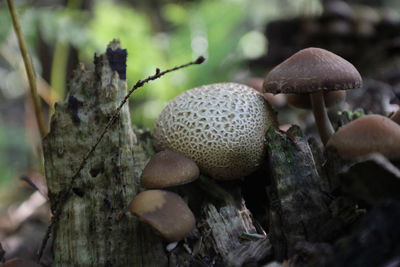 Close-up of mushrooms growing on tree trunk