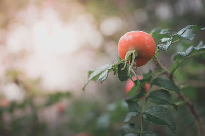 Close-up of red berries on plant