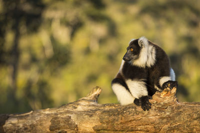 Monkey sitting on rock