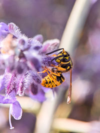 Close-up of butterfly pollinating on purple flower