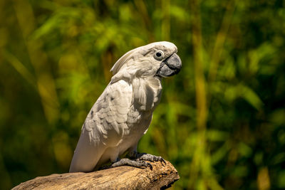 Colorful parrot