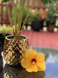 Close-up of yellow paradise hibiscus and gold pot on glass table