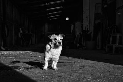 Sunlight falling on dog standing at field