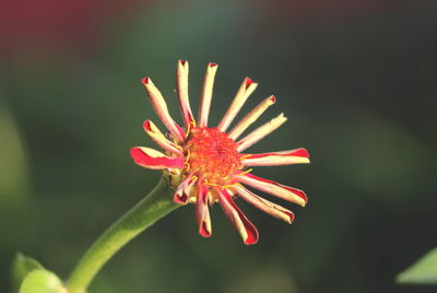 Close-up of red flower