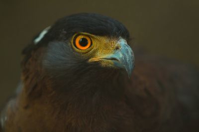 Close-up of eagle