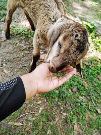 Midsection of person hand and a goat