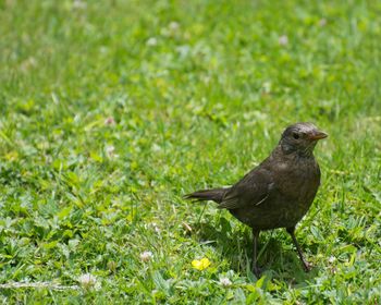 Bird on grassy field