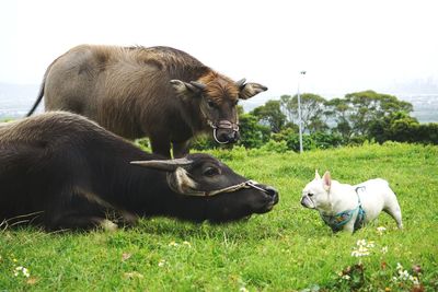 Cows and dog in a field