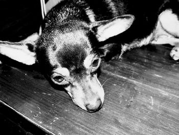 High angle view of dog lying on hardwood floor