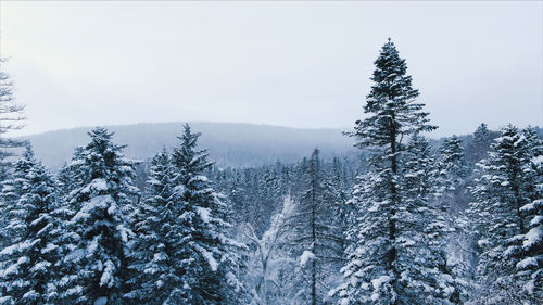 Pine trees on snow covered land against sky