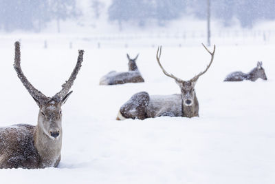 View of deer on snow covered field