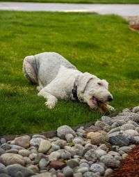 Dog lying on grass