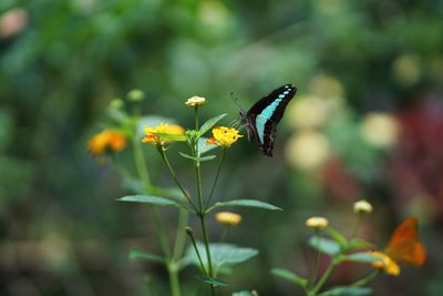 Close-up of butterfly pollinating on flower