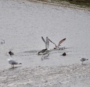 Seagulls flying over lake