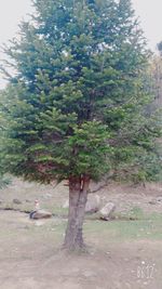 View of tree against sky